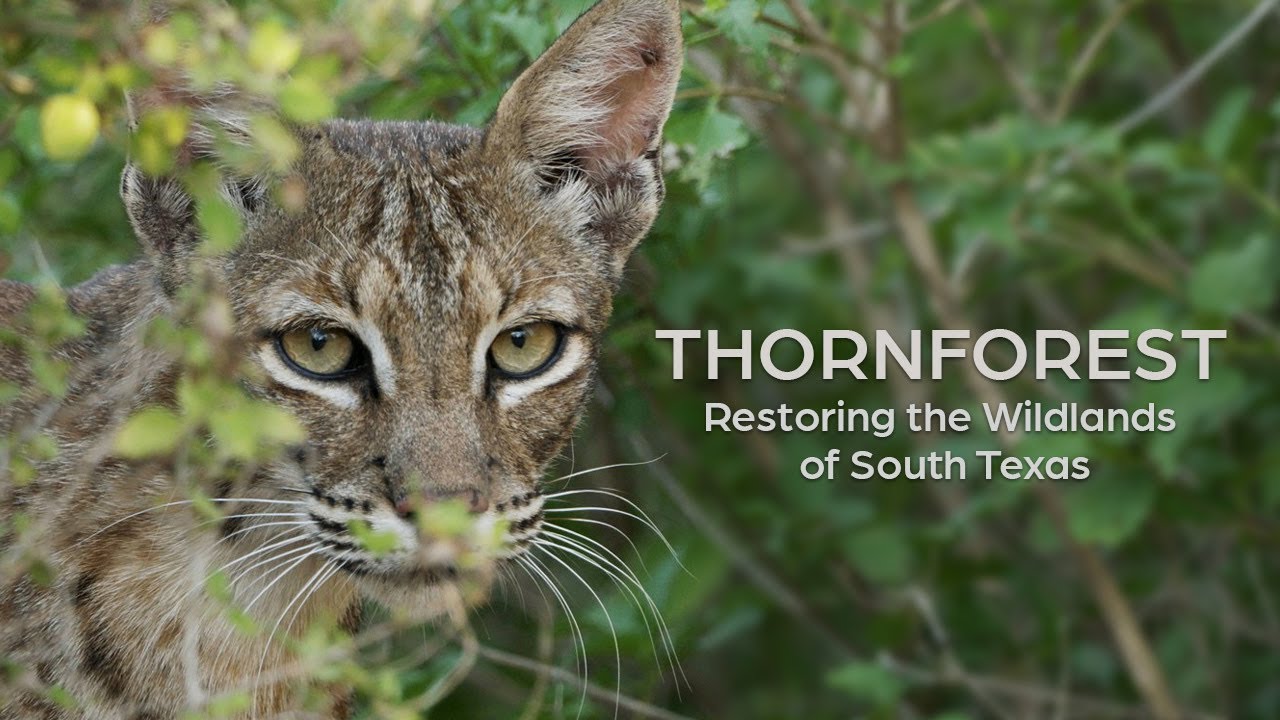 Thornforest: Restoring the Wildlands of South Texas