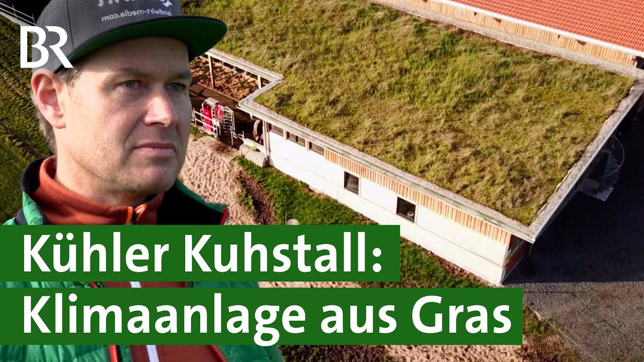 Natürliche Klimaanlage: Dachbegrünung auf dem Stall - Weniger Hitze, mehr Tierwohl | Unser Land | BR