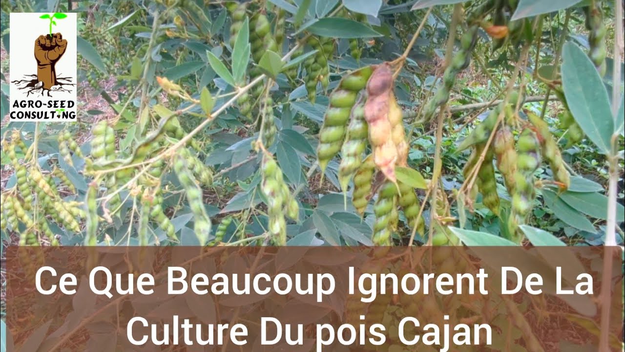 Ce Que Beaucoup Ignorent De La Culture Du pois Cajan