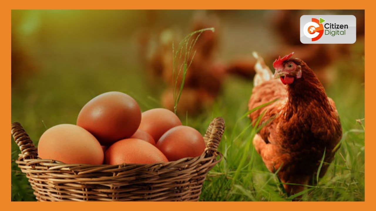 | KENYA'S GOLD | Layer Poultry Farming [Part 1]