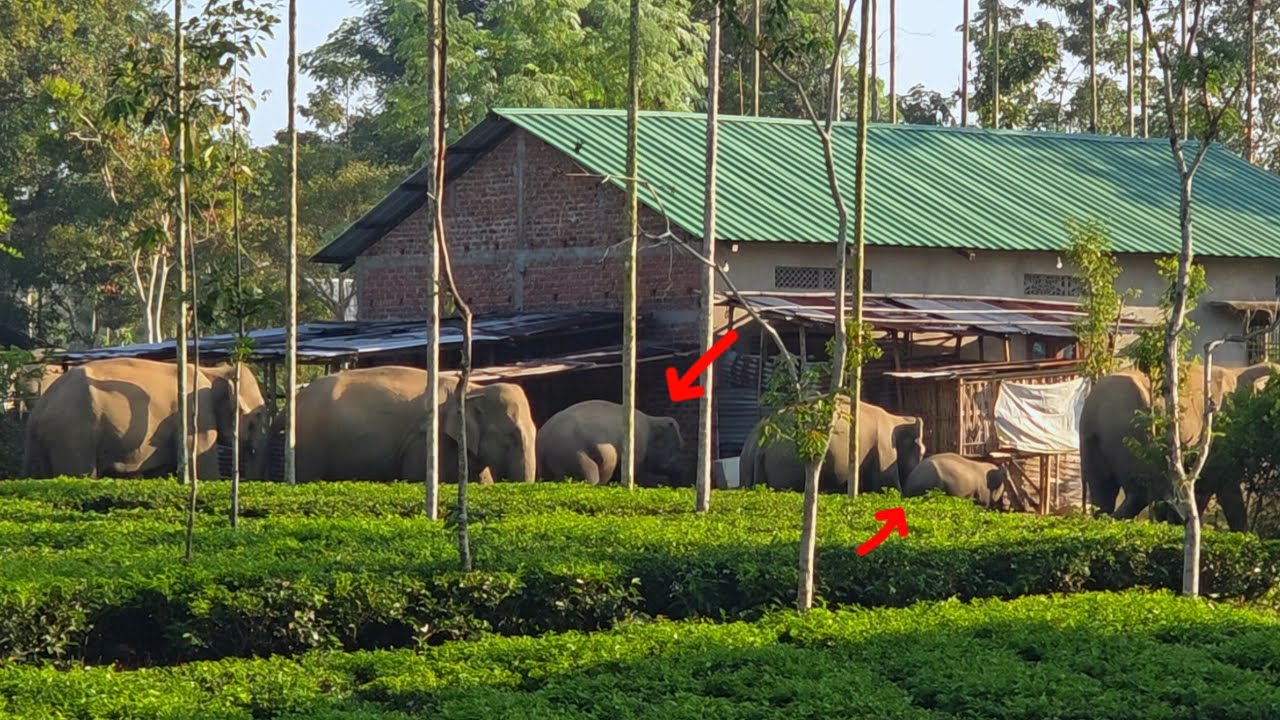 23 January 2026 #assam #animals #wildlife 