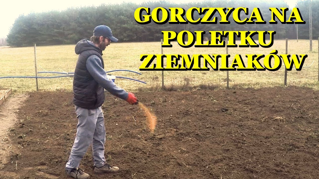 Podobno zasianie gorczycy przed ziemniakami daje efekty