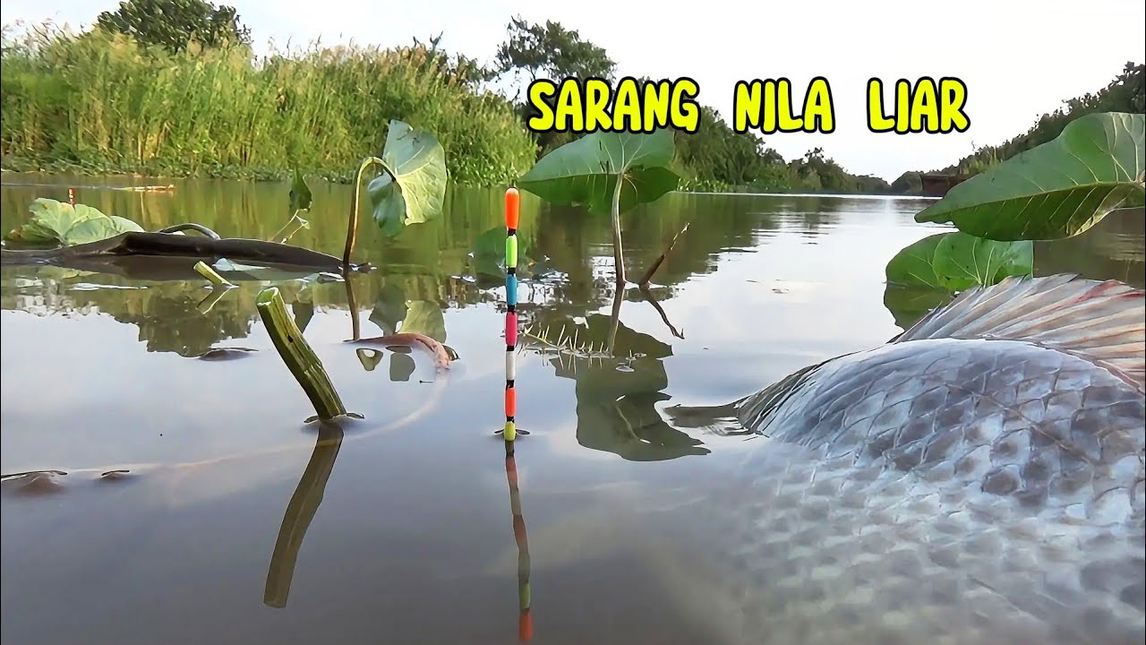 Spot liar yang terlalu ganas..!! Mancing terasa mudah banget kalau Nemu sarang nila liar 