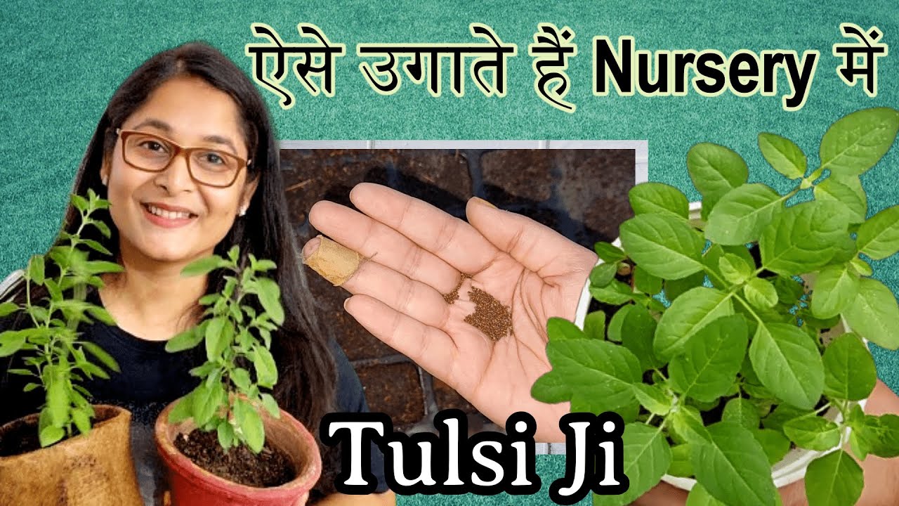 🔴TULSI PLANT FROM SEEDS HOLY BASIL /तुलसी के बीज से पौधे तैयार करे #tulsi #gardening #tulsiplant