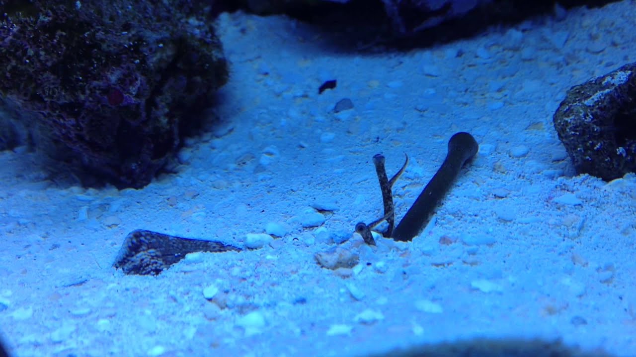 Strombus luhuanus