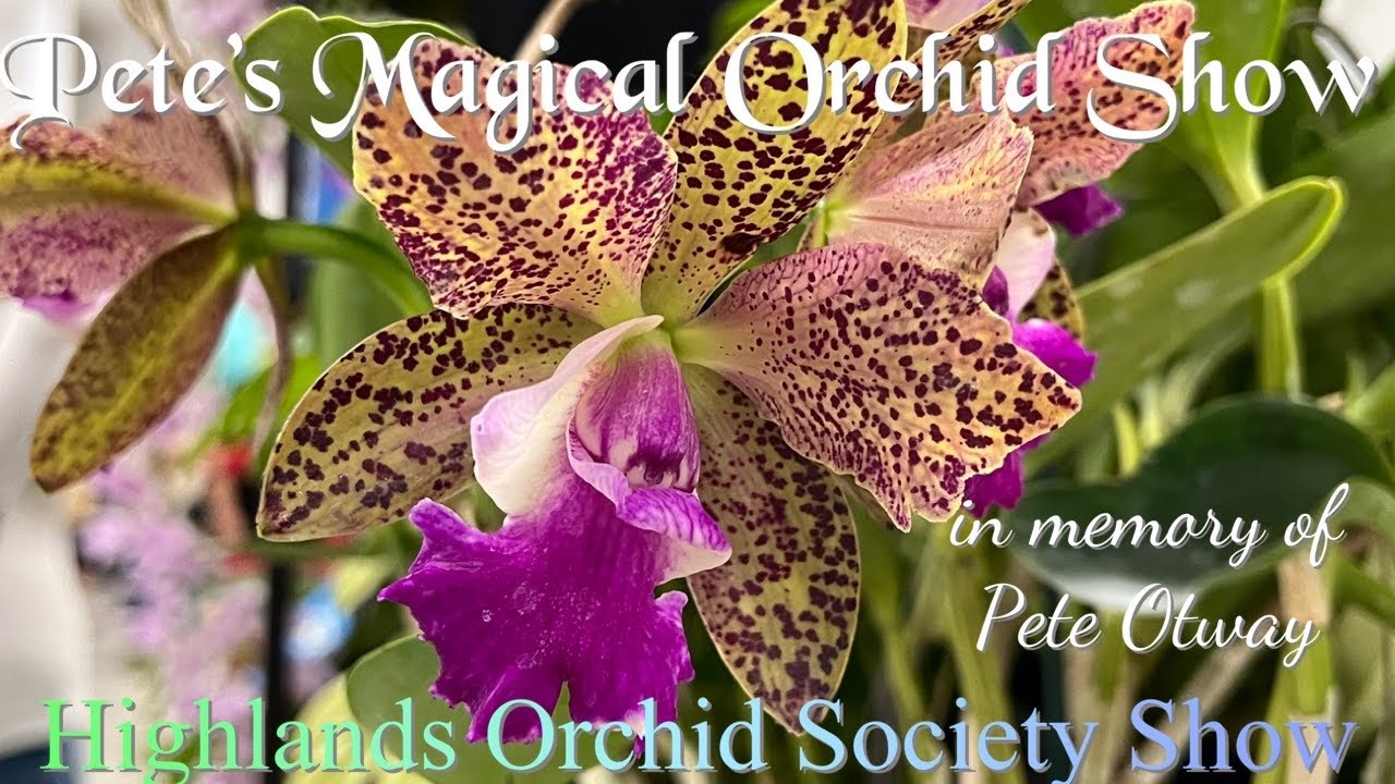2022 Highlands Orchid Society Show and Sale, ‘Pete’s Magical Orchid Show’