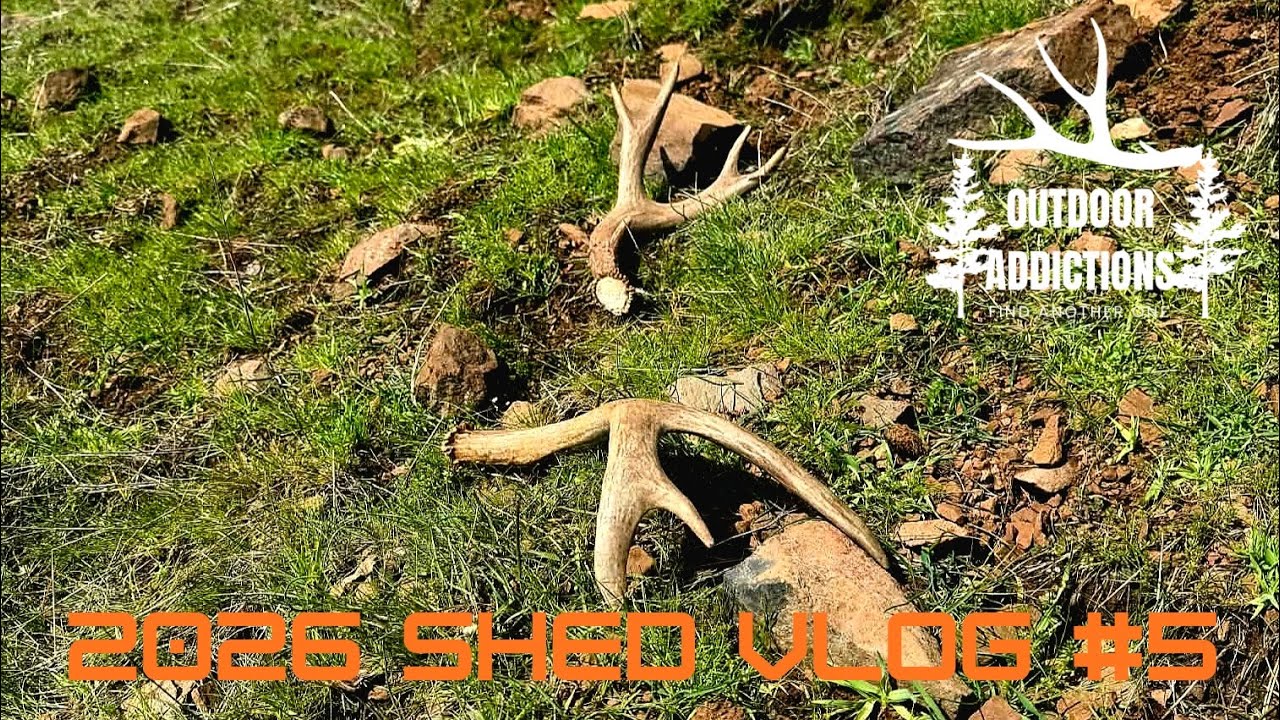2026 SHED VLOG #5