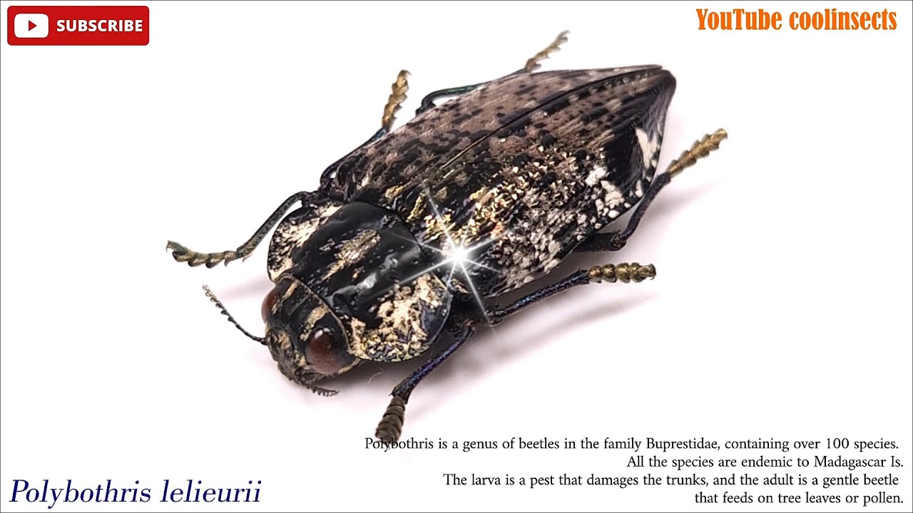 020 Polybothris lelieurii, Madagascan Silver back Jewel beetle, 은빛섬비단벌레 (E)