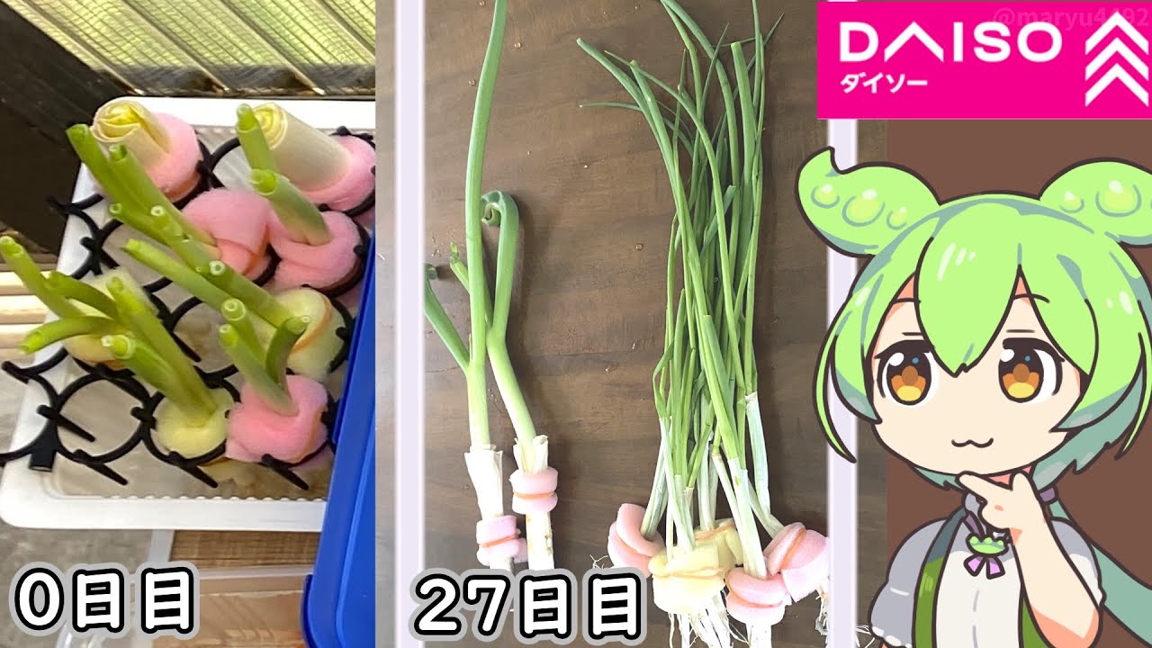 ダイソー商品でチャレンジ！「ねぎの再生栽培（水耕栽培編）」