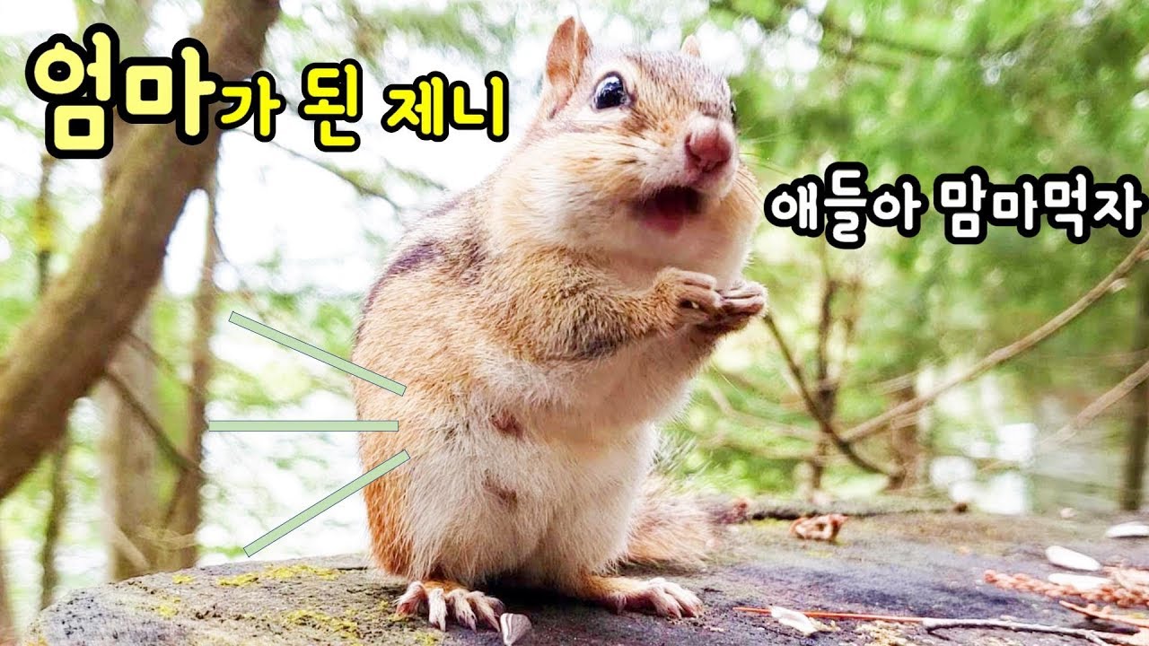 엄마가 된 서열 1위 다람쥐 제니  Chipmunk Jenny Becomes A Mother