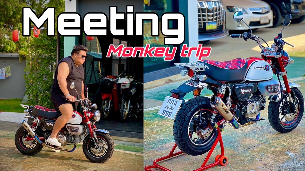 Meeting Monkey Chiang Mai  4/5/2023