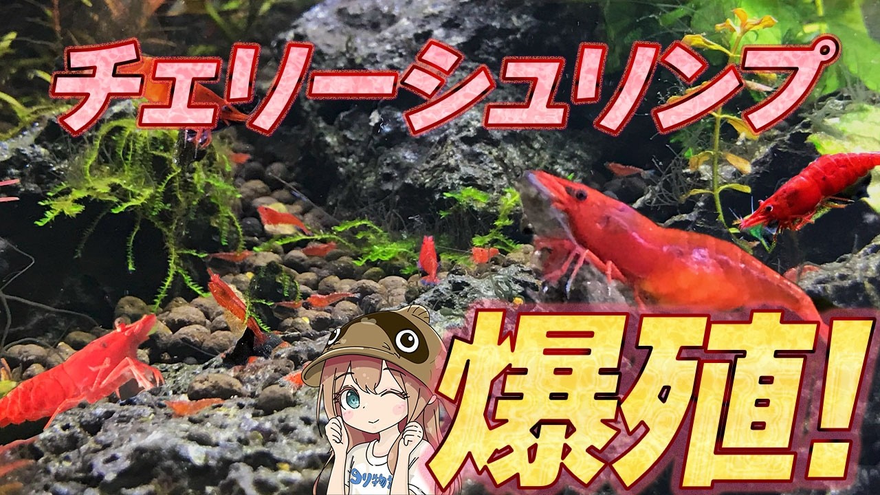 チェリーシュリンプの繁殖は簡単です！繁殖のコツと注意点