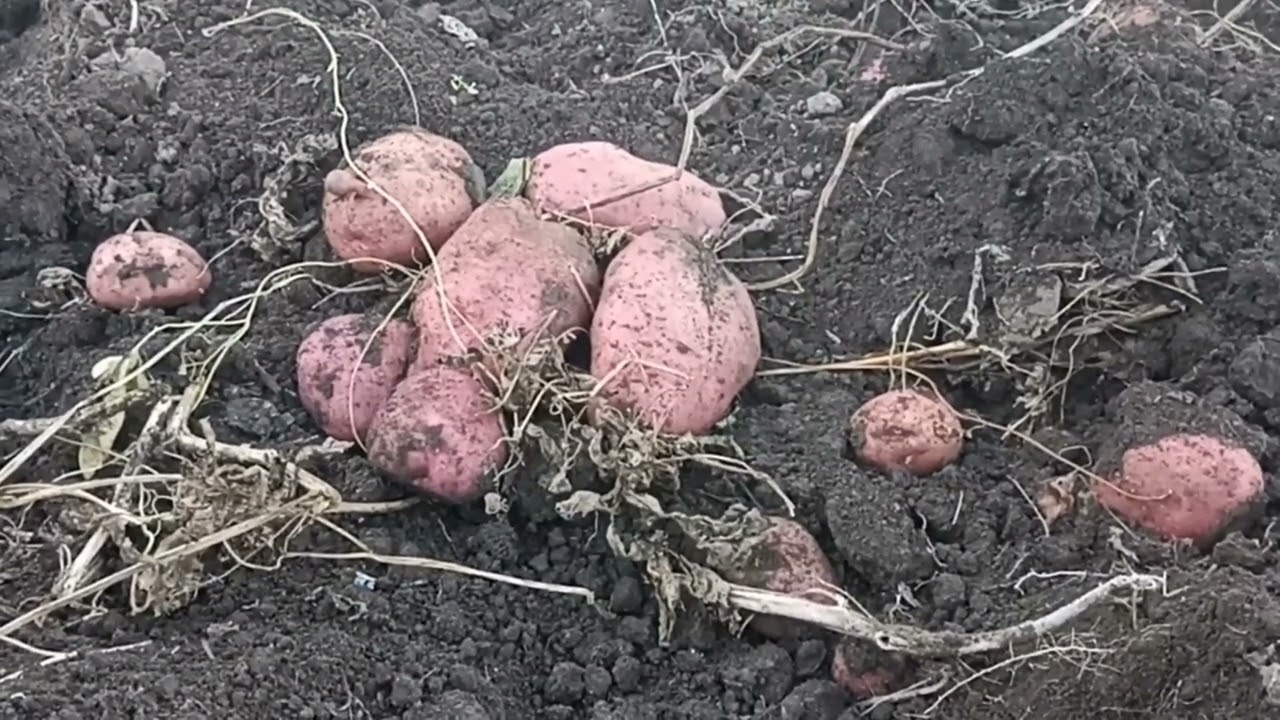 Картофель  Пламя!!! С 5 кг мы собирали 5 мешков!!! ВАЦАП/ МАХ ДЛЯ  КАТАЛОГА 89152458159 ПИСЬМЕННО