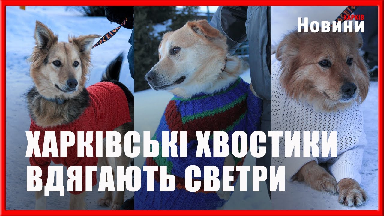 Хвостики у светрах: як харківський Центр поводження з тваринами підготувався до холодів