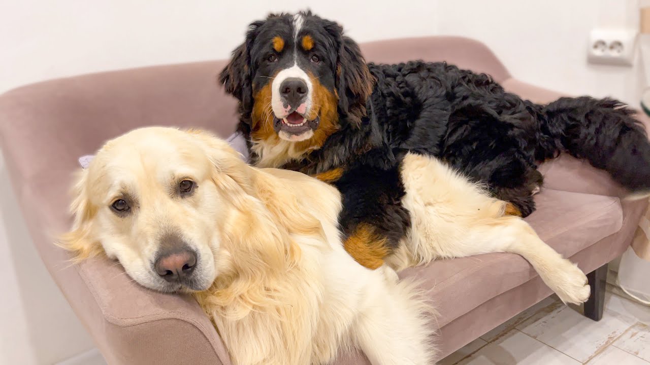 How Big Dogs - Golden Retriever and Bernese Mountain Dog Share a Small Sofa