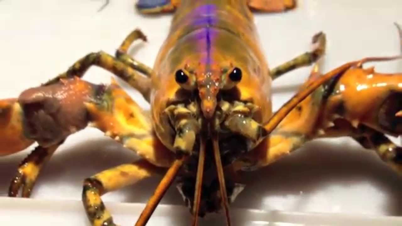 New Arrival: Orange Lobster