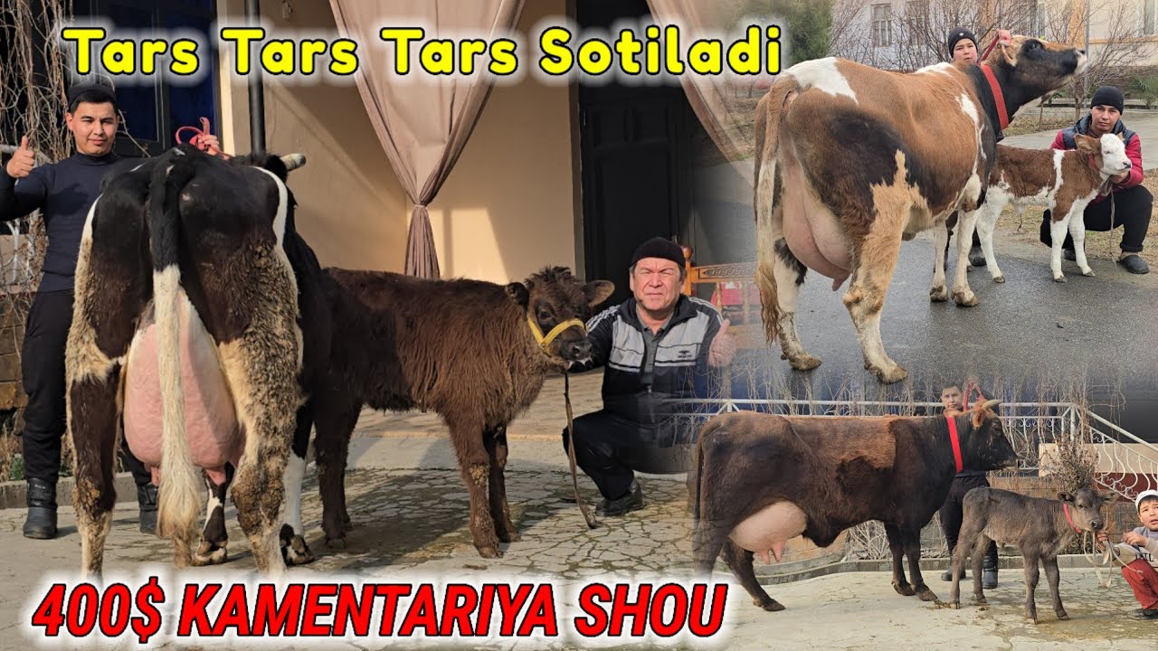 Arzonchi Farhod Tog'a Bugun Yorvordi 🔥 Suti Ko'p Ona Bola Daxshat Sigirlar Vopshe Arzon 😱 