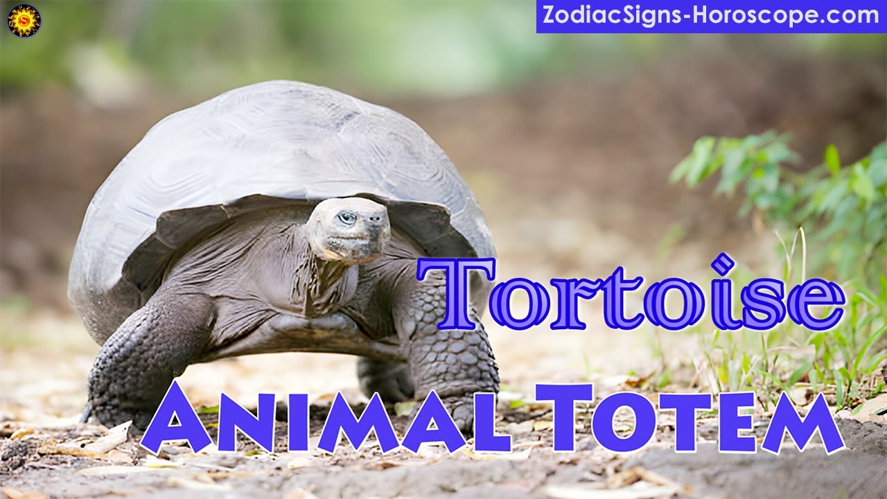 Tortoise Animal Totem - Tortoise Spirit Animal Meaning, Symbolism, Dream of the Tortoise Totem