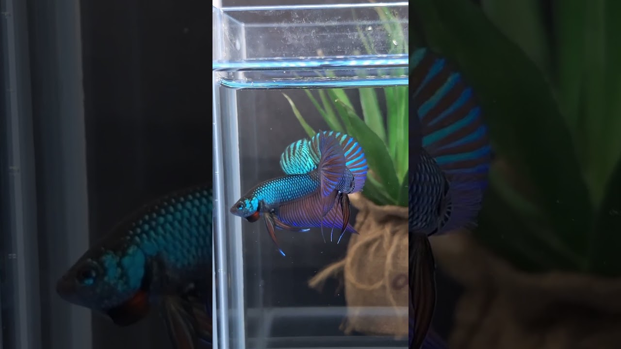 Smaragdina Wild Betta Buriram #bettafish #wildbetta
