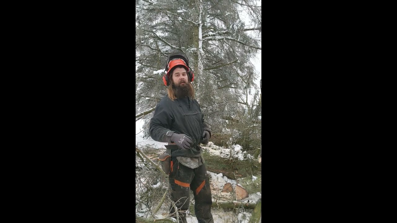 Skovning Stort Sitkalæghegn