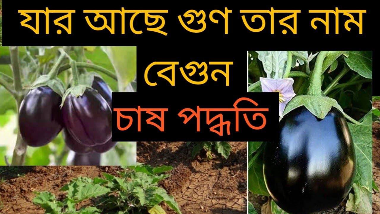 বেগুন চাষে মিলবে লাভ। পদ্ধতি ও পরিচর্যা। Brinjal Farming 
