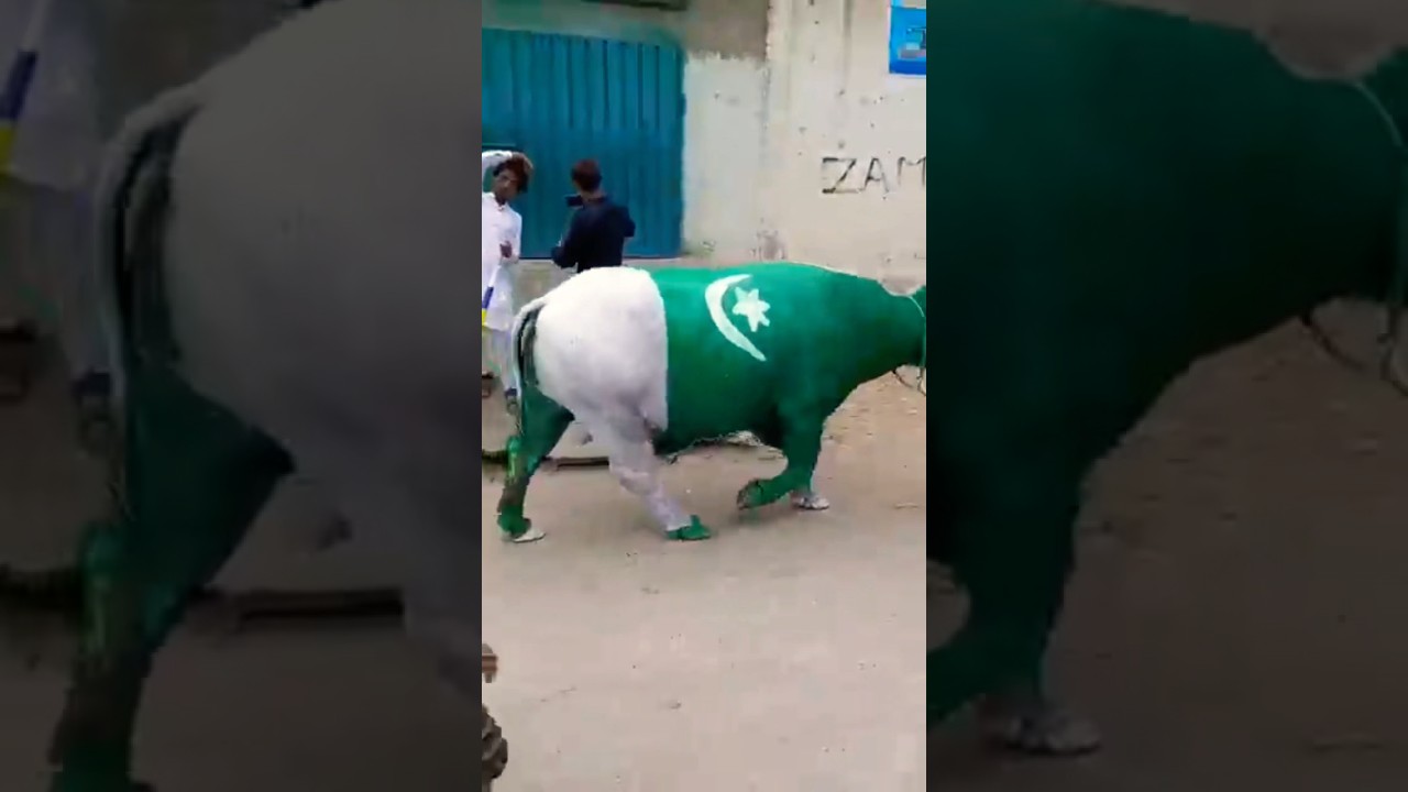 Pakistan 🇵🇰 flag cow 🐄 meri taraf agaya omg 😱 