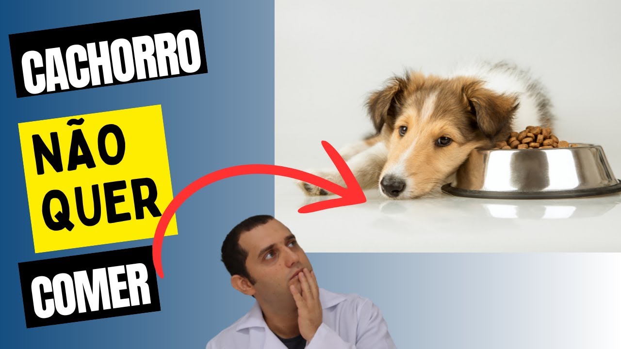 Cachorro não quer comer
