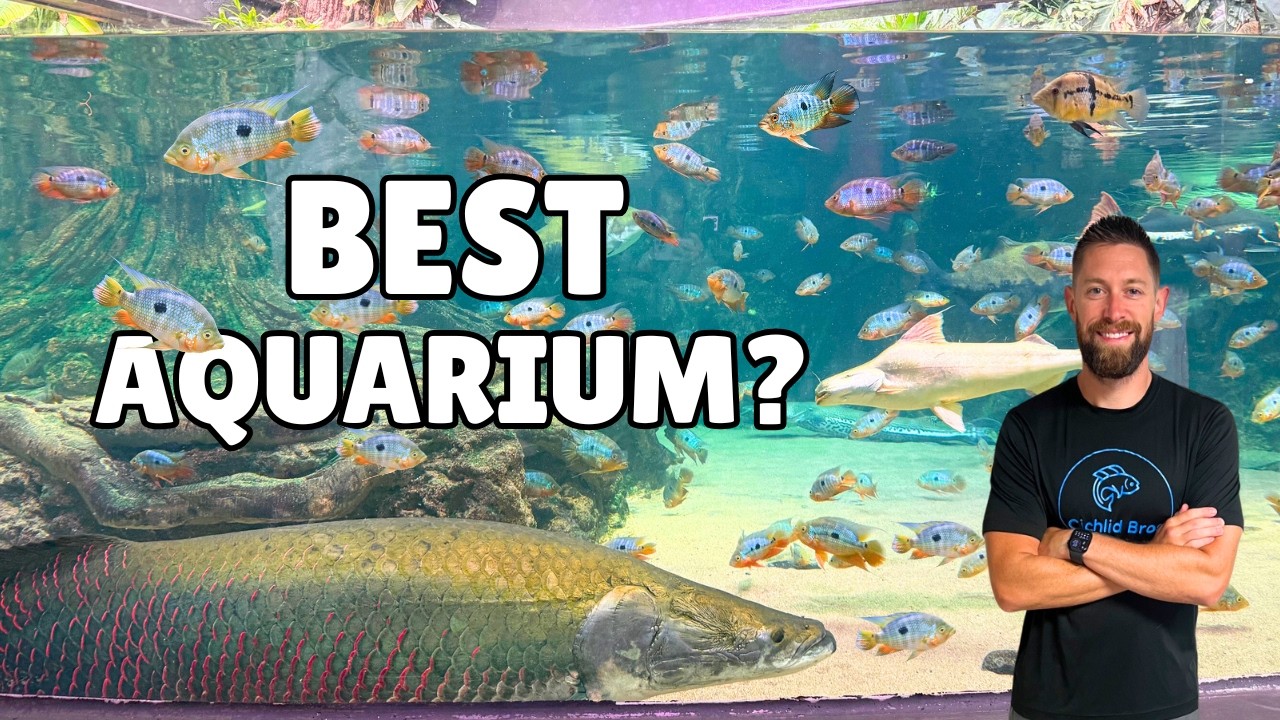 Why This Might Be the Best Aquarium in the World (Shedd Aquarium Full Tour)