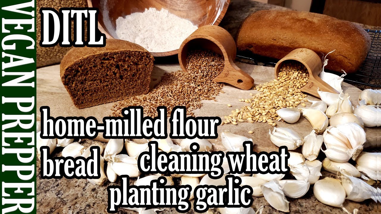 DITL: Bread from Home-Milled Flour, Cleaning Wheat, Homemade Tofu FAIL & Planting Garlic 10.30.2023