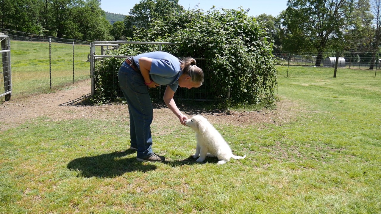 Benson Maremmas training video - Rosie 2