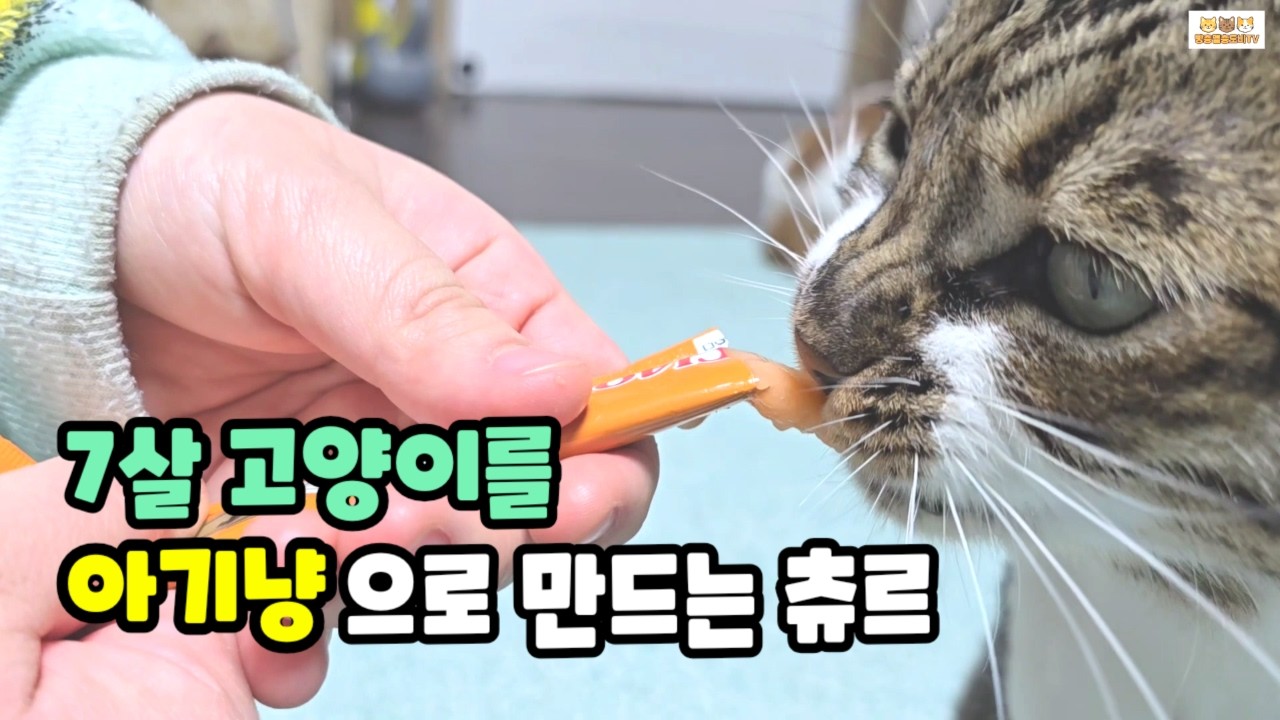 7살 고양이도 아기처럼 만드는 츄르… 결국 엄마 젖까지 찾았다