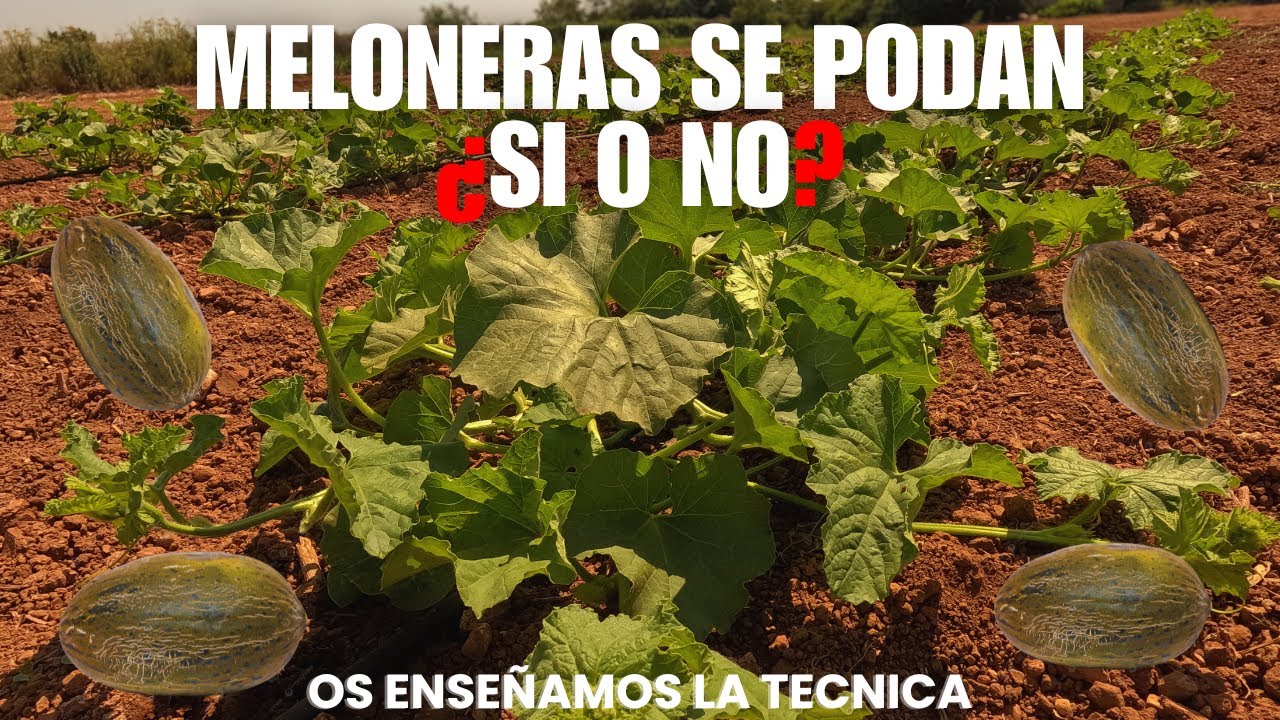 ¿VALE LA PENA PODAR LA PLANTA DEL MELON? EXPLICANDO EL VIRUS DEL MOSAICO