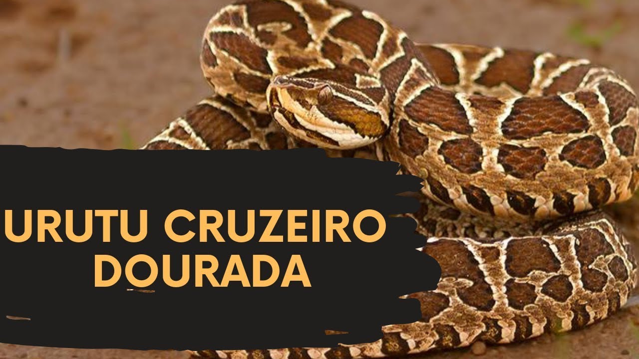Urutu Cruzeiro Dourada  uma das serpentes mais belas e temidas do Brasil! Edinei Oliveira.