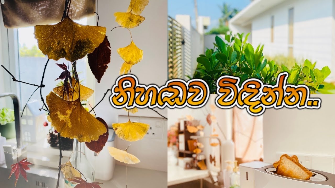 සන්සුන්ව ගෙවෙන මගේ දවසක්❤️A Simple Day to Heal Your Soul✨🏡Quiet Life #gardening #asmr 