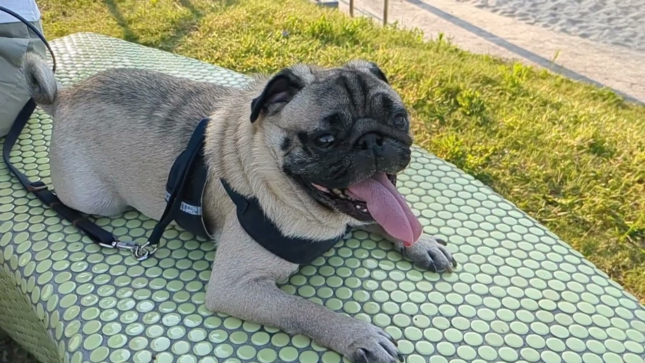 Pug machi  park walk.巴哥狗麻吉公園休息。
