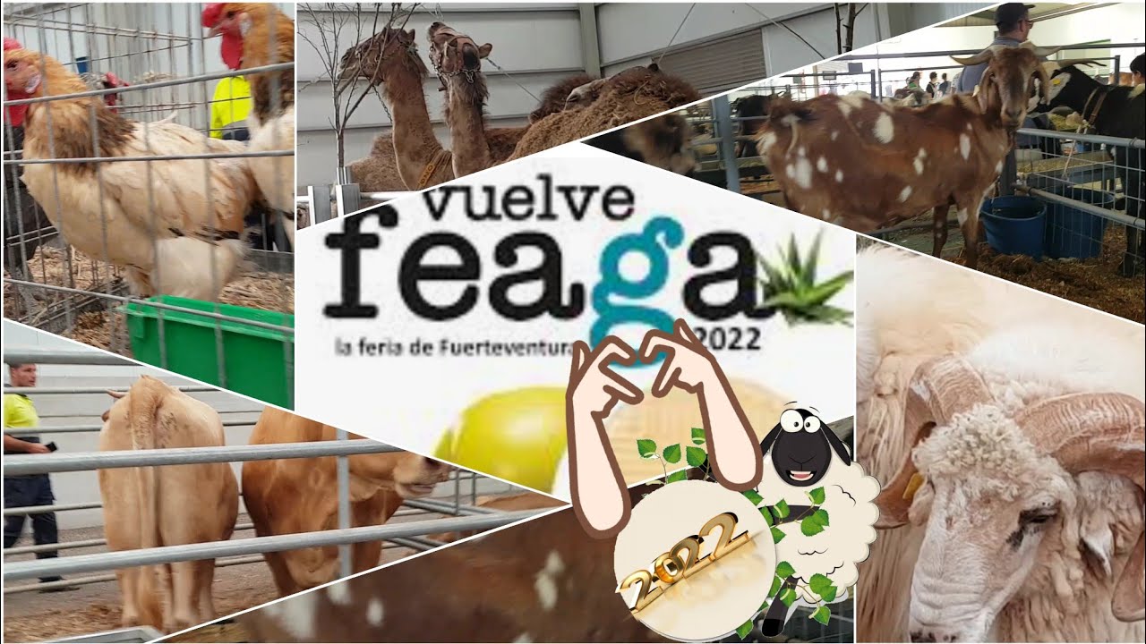 #fuerteventura #2022 #Feaga