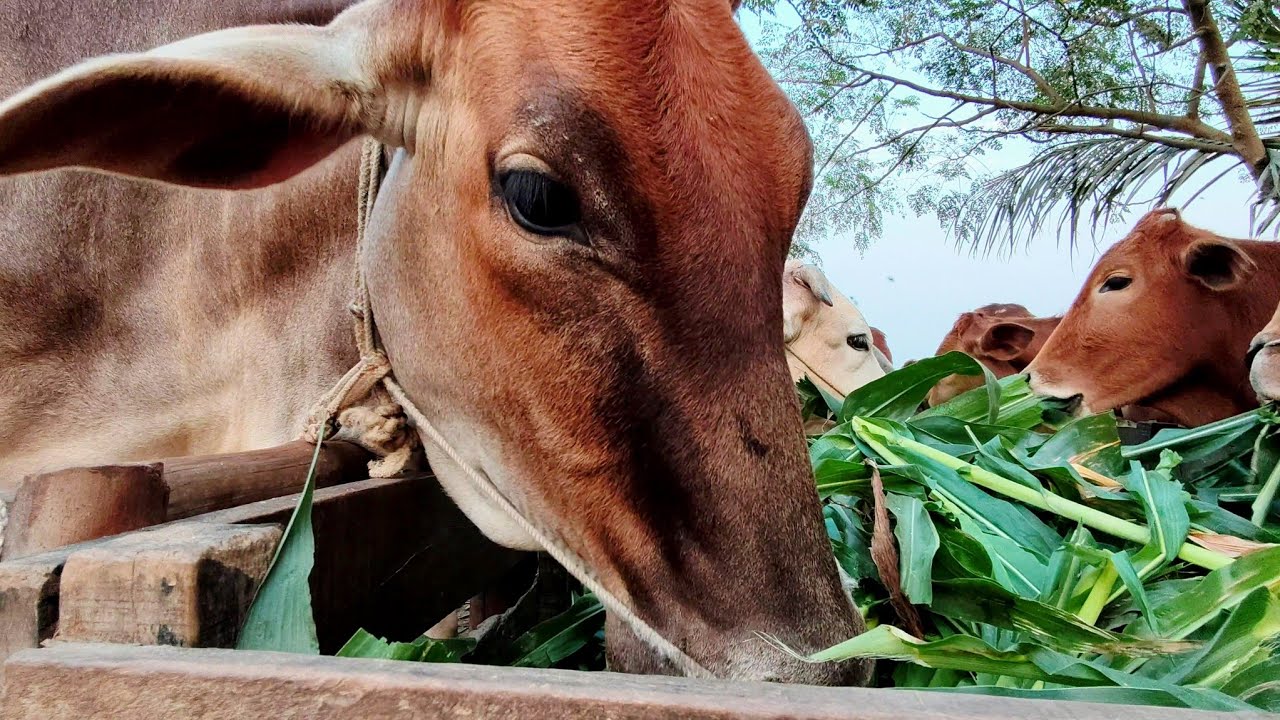 ​Best fodder for healthy cattle -rural animal life