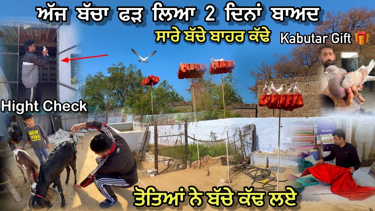 ਅੱਜ ਬੱਚਾ ਫੜ ਲਿਆ ਦੋ ਦਿਨਾਂ ਬਾਅਦ || ਤੋਤਿਆਂ ਨੇ ਬੱਚੇ ਕੱਢ ਲਏ 😍|| Kabutar Gift Millea 🎁 🕊️|| #kabootar