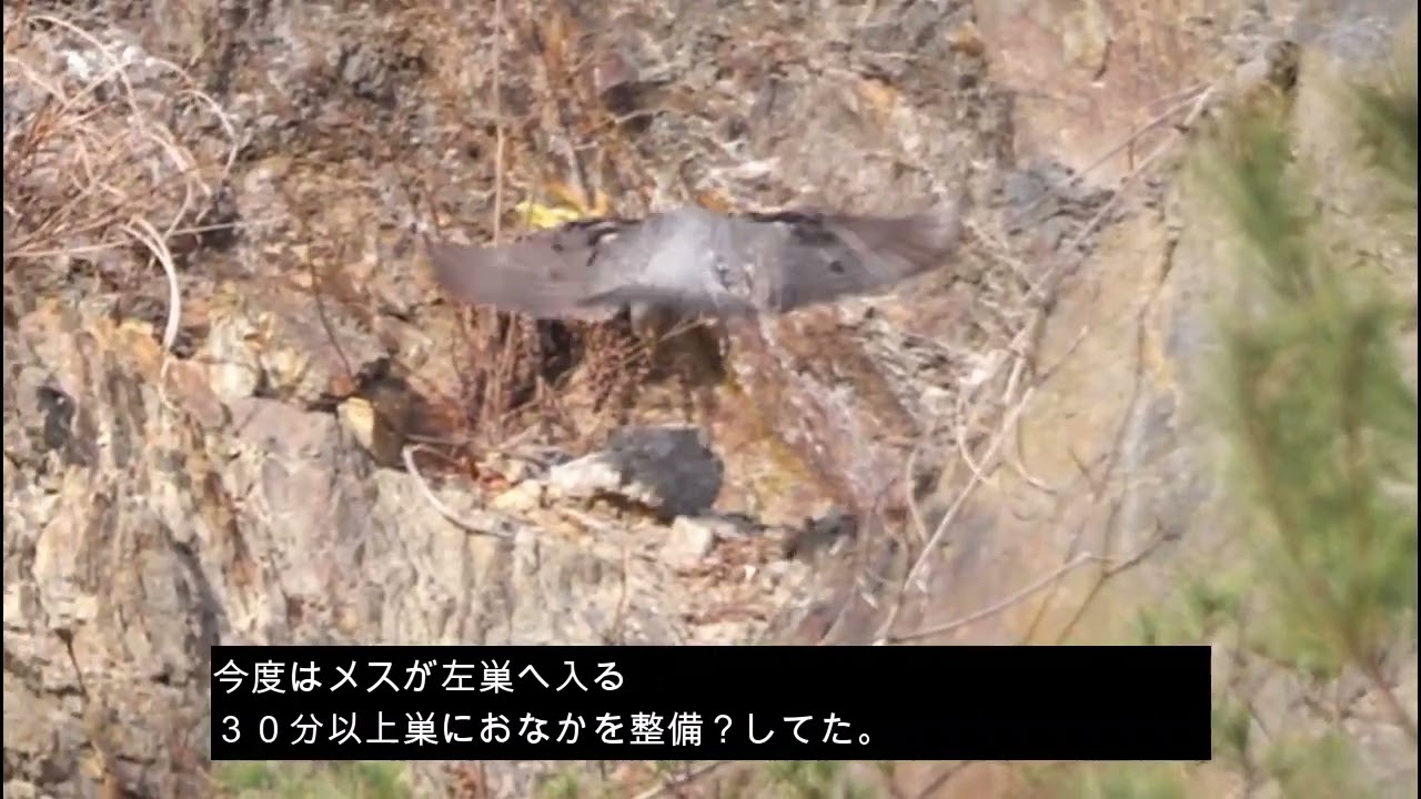 ２０２６０２２４　後ろで隠れて交尾？