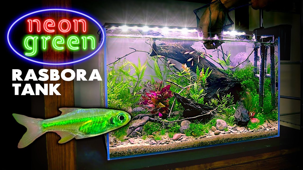 Aquascape Tutorial: NEON GREEN RASBORA Aquarium (How To - Planted Tank Step by Step Build)