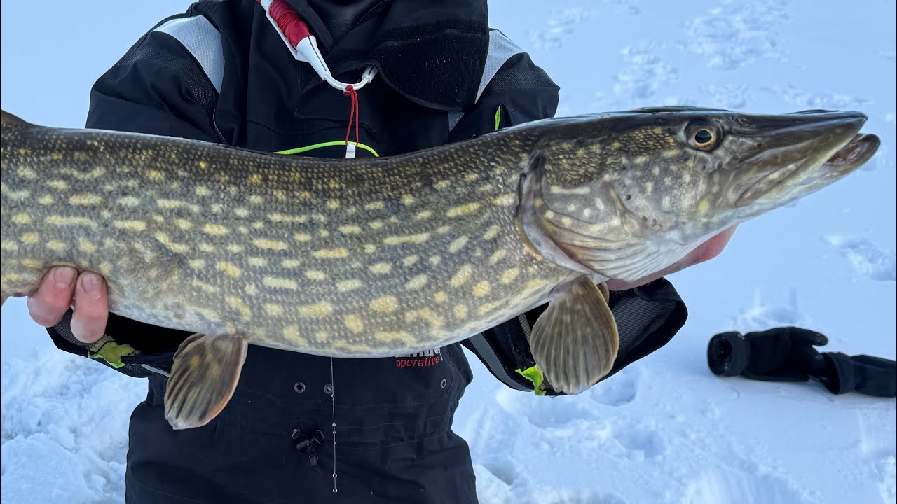 Pike fishing on the ice!