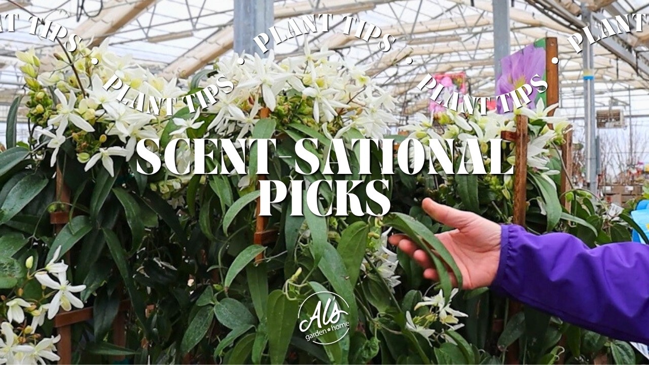 Scent-sational Picks for a Fragrant Garden
