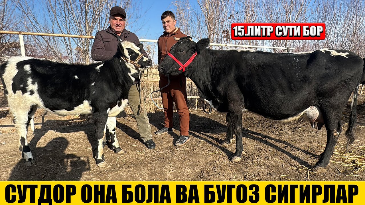СУТДОР  ОНА  БОЛА  СВА  БУГОЗ  СИГРЛАРИ  РУЗИВОЙ  ОГА
