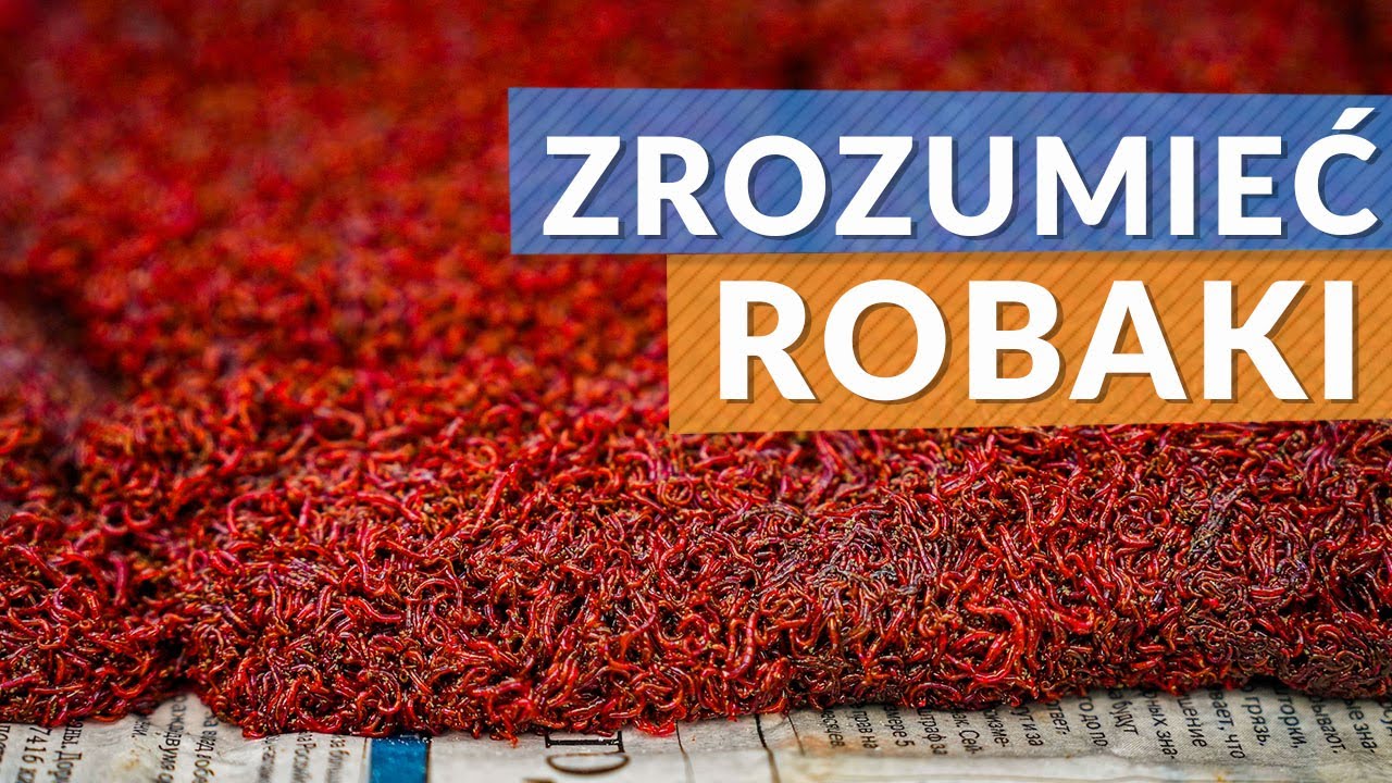 Wszystko co musisz wiedzieć o robakach! Ochotka, jokers, gnojak, kastery, biały robak, pinka i inne!