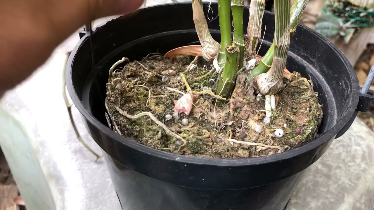 上板了！盆植石斛蘭怎麼上板呢？中國娃娃 上板後出現了意想不到的？