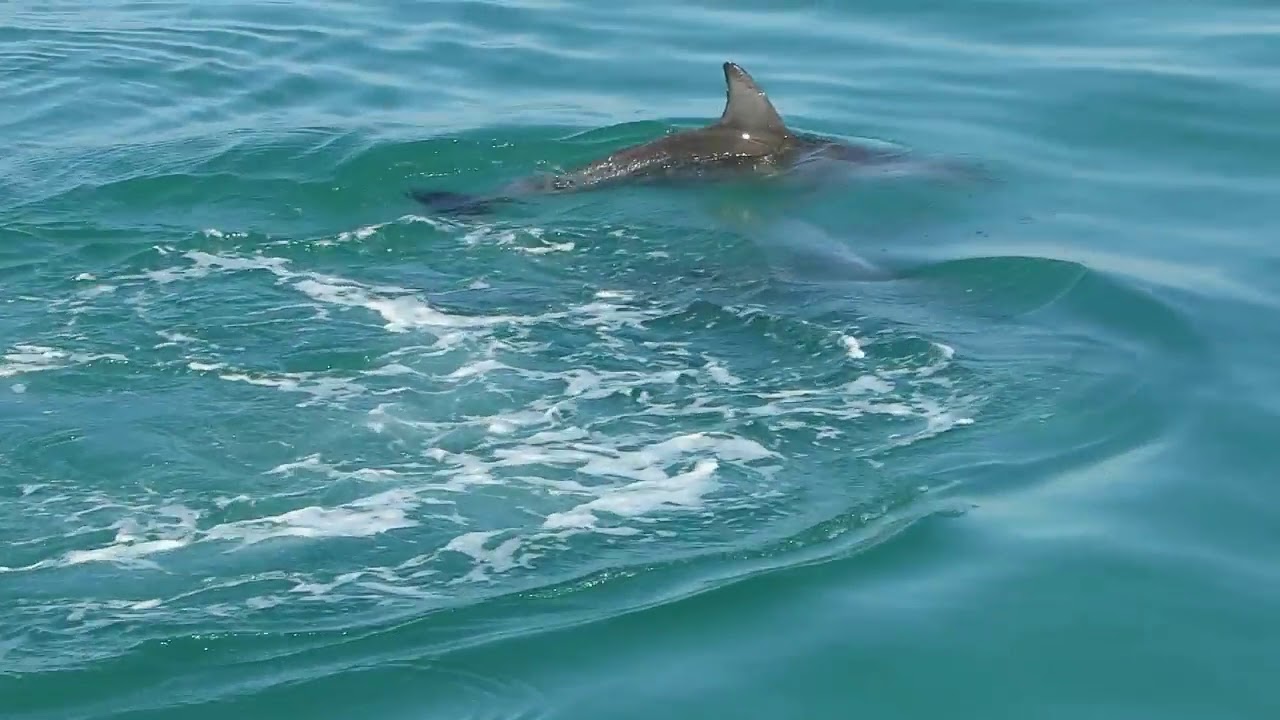 How to Identify Indo-Pacific Bottlenose Dolphins