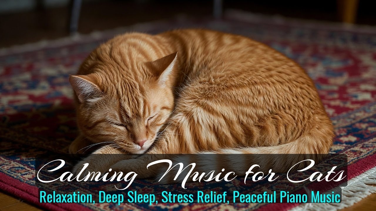 LIVE Sweet Kitten Nap Time for Peaceful Night 😴 | Season 39