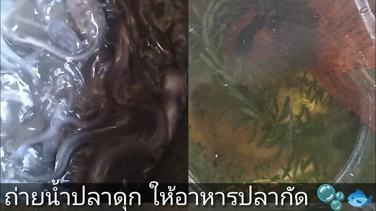 ถ่ายน้ำปลาดุก ให้อาหารปลากัด 🫧🐟#ปลาดุก #ปลากัด