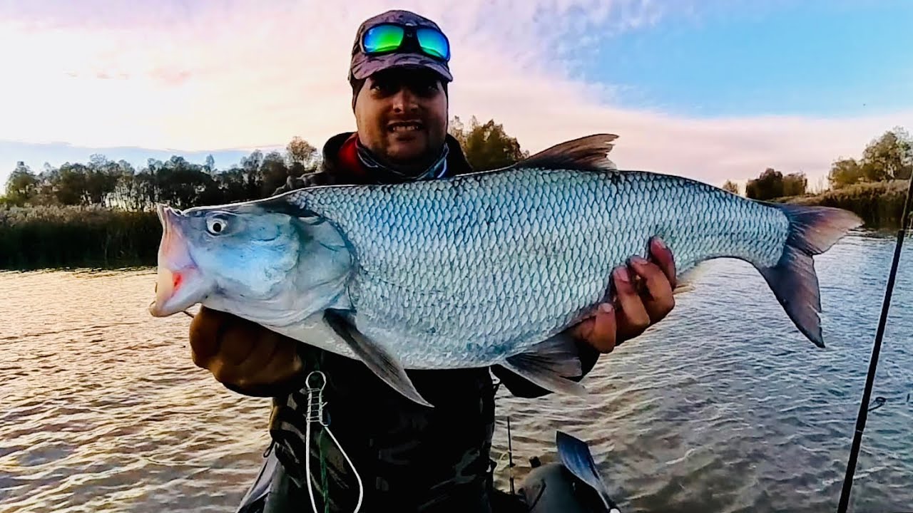 Pescuit la spinning Avat pe râul Siret🐟🐟🐟🎣🔥