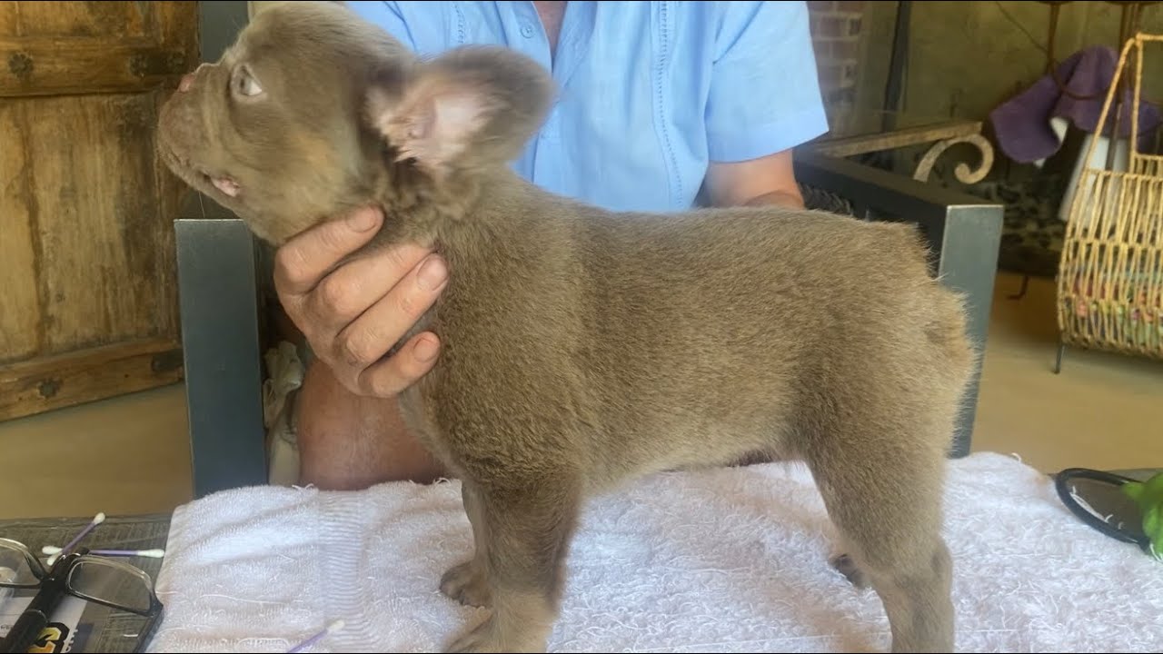 Does my puppy have good structure?